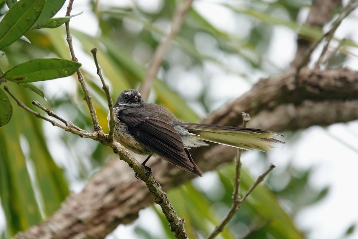 New Zealand Fantail - ML644010895