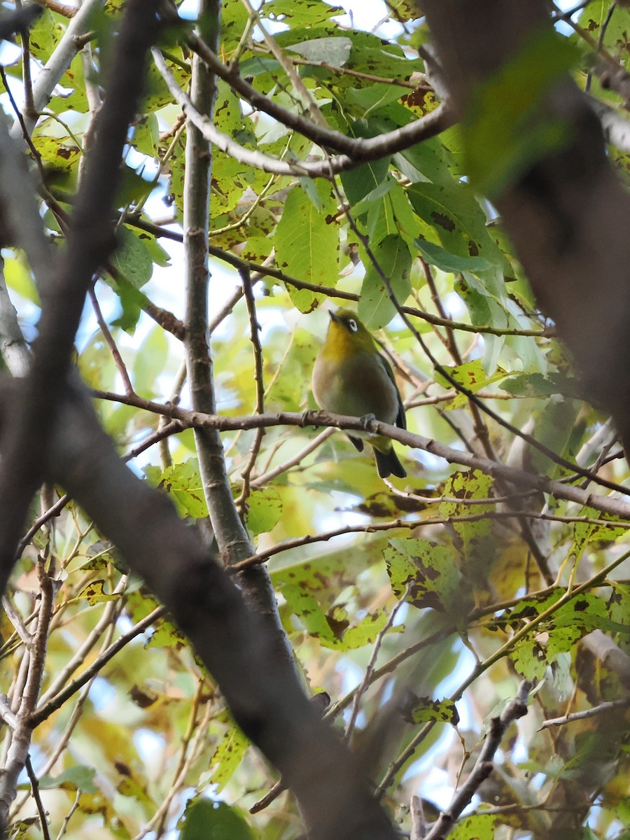 Warbling White-eye - ML644010898