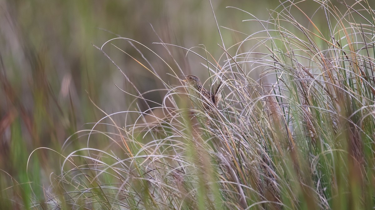 Grass Wren - ML644010908