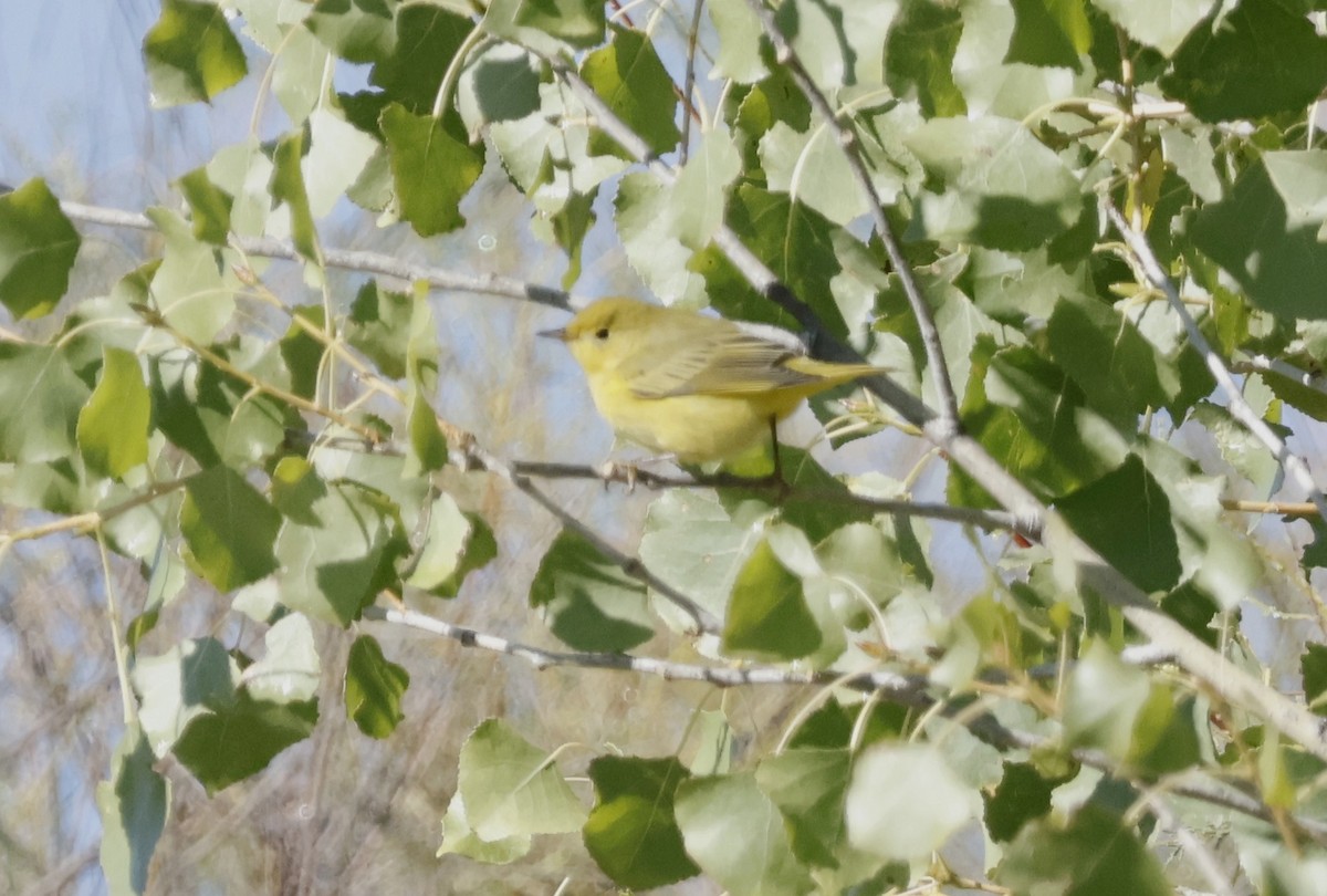 Yellow Warbler (Northern) - ML644010913