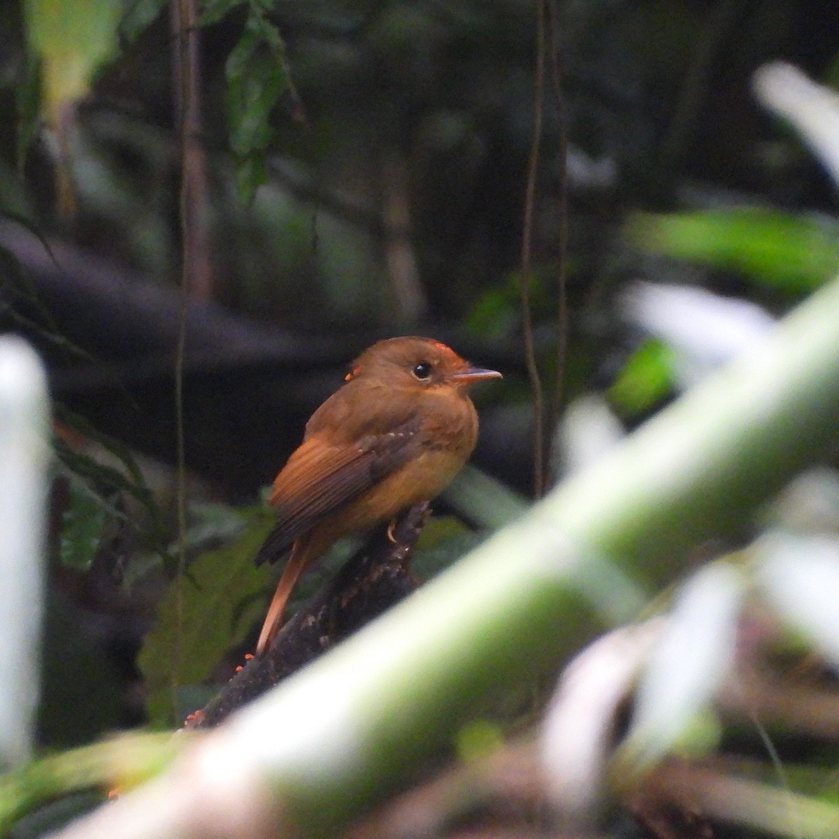 Atlantic Royal Flycatcher - ML644010916