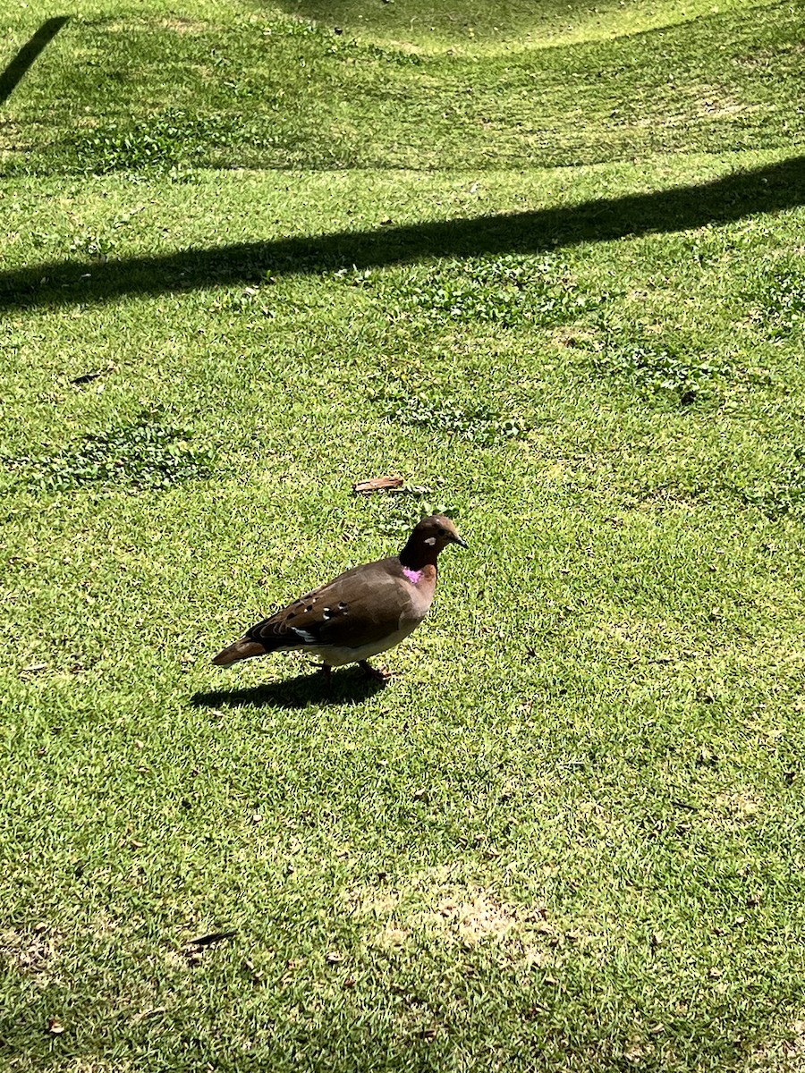 Zenaida Dove - ML644010960