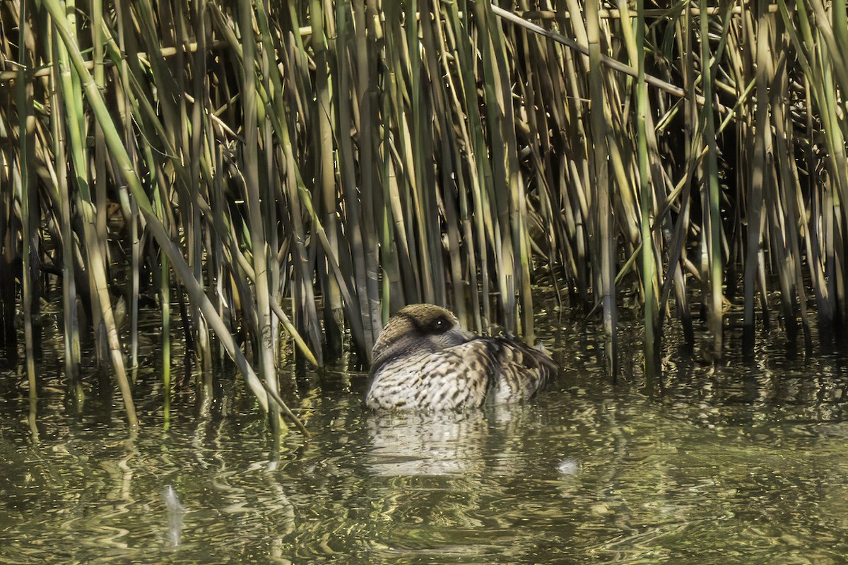 Marbled Duck - ML644010961