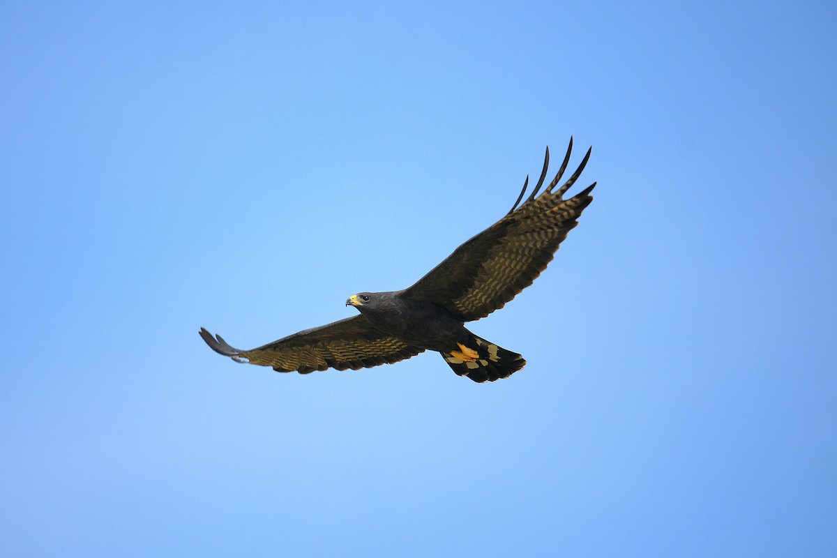 Zone-tailed Hawk - ML644010971