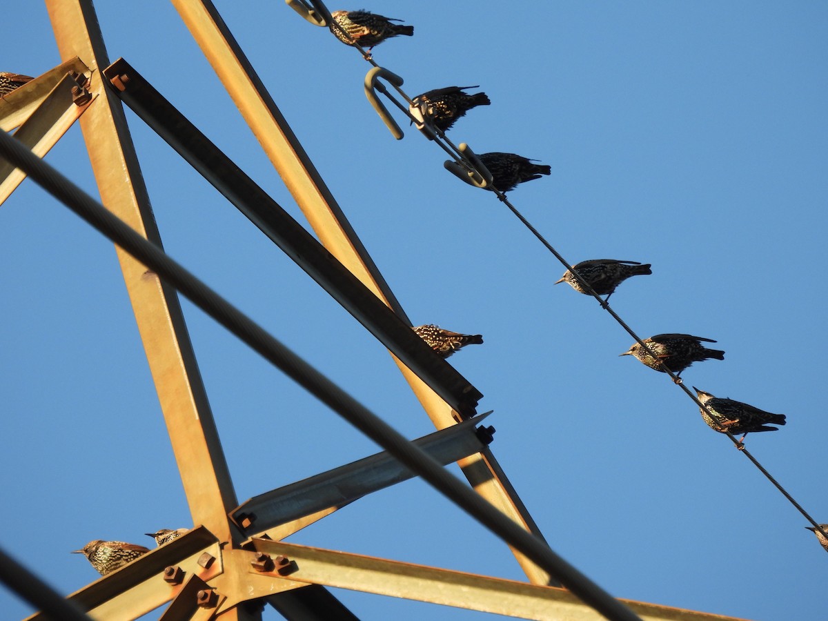 European Starling - ML644010981