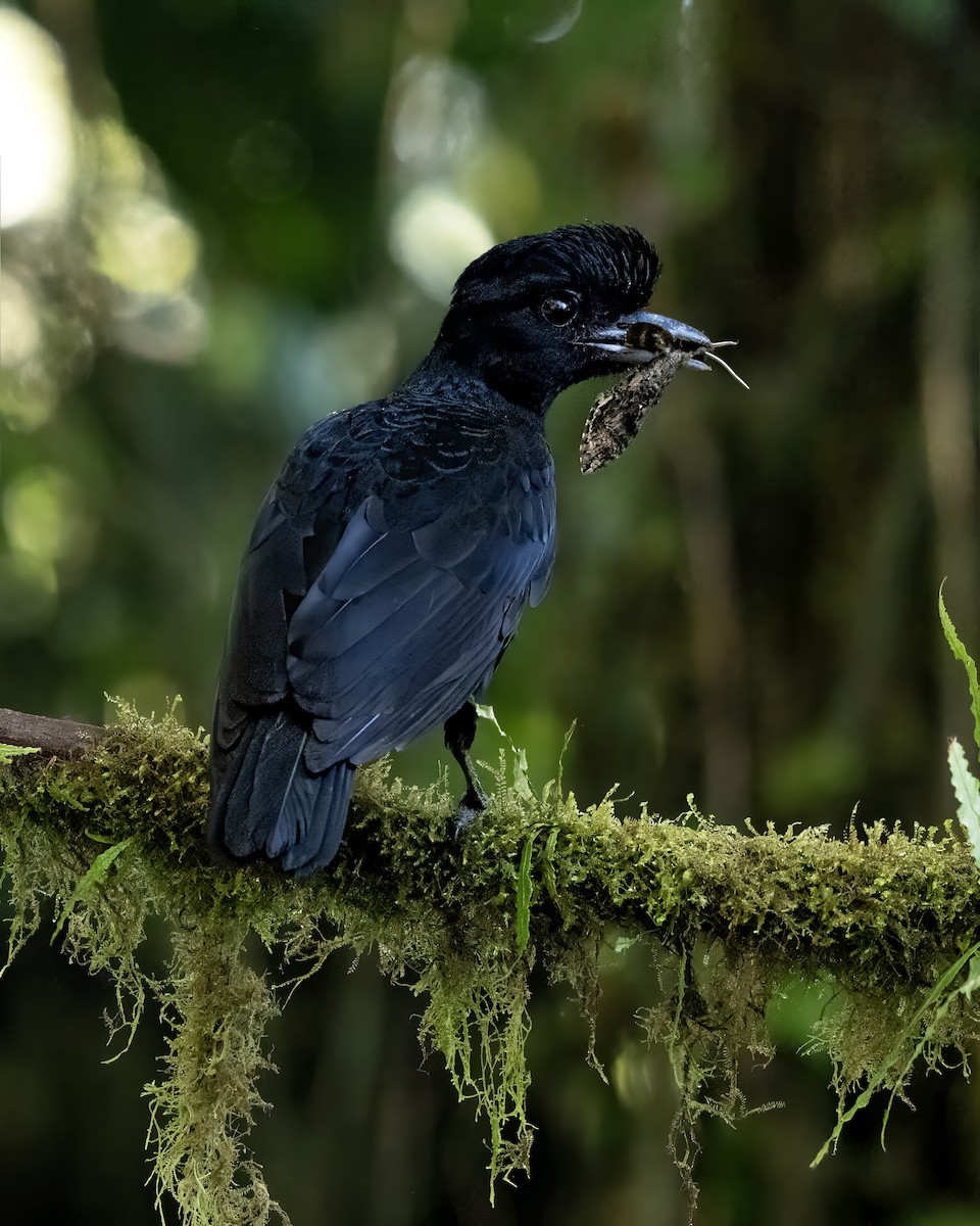 Long-wattled Umbrellabird - ML644010986