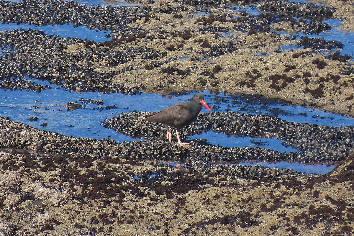 Black Oystercatcher - ML644010993