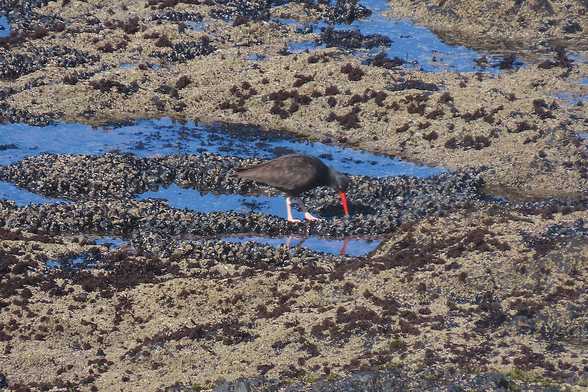 Black Oystercatcher - ML644010994