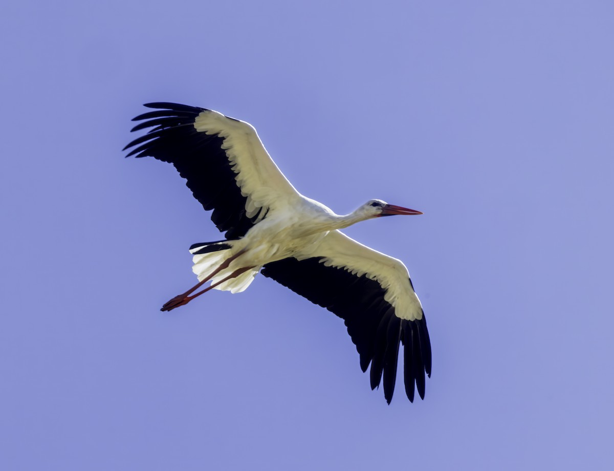 Cigüeña Blanca - ML644011009