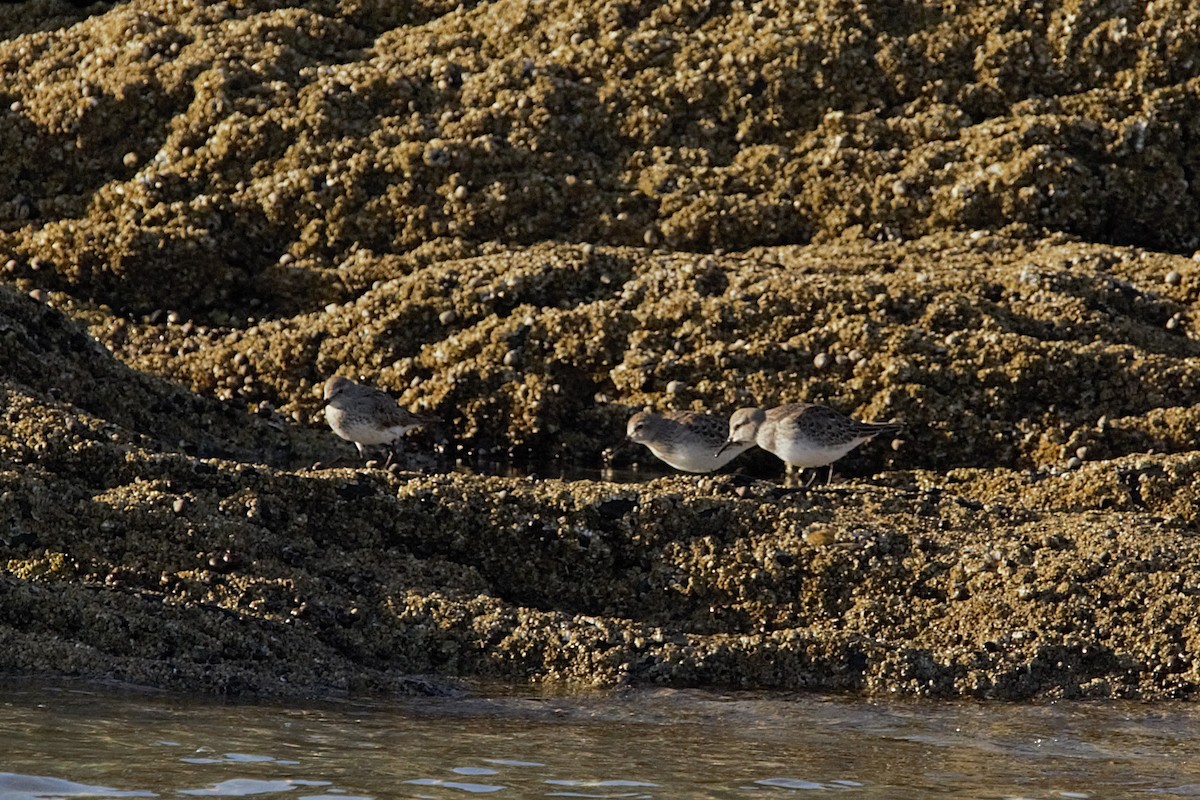 White-rumped Sandpiper - ML644011021