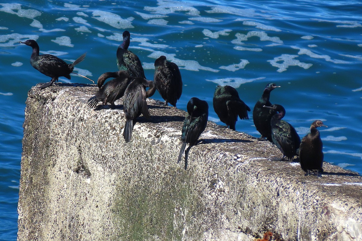 Pelagic Cormorant - ML644011023