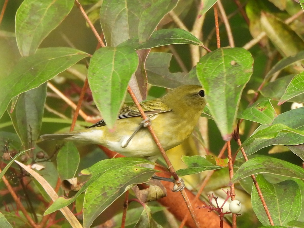 Tennessee Warbler - ML644011025