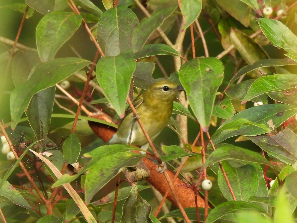 Tennessee Warbler - ML644011026