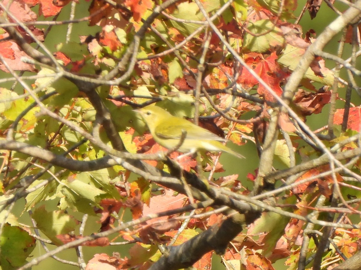 Tennessee Warbler - ML644011027