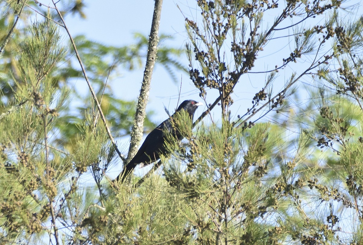 Coucou bleuté (cyanocephalus/subcyanocephalus) - ML644011032