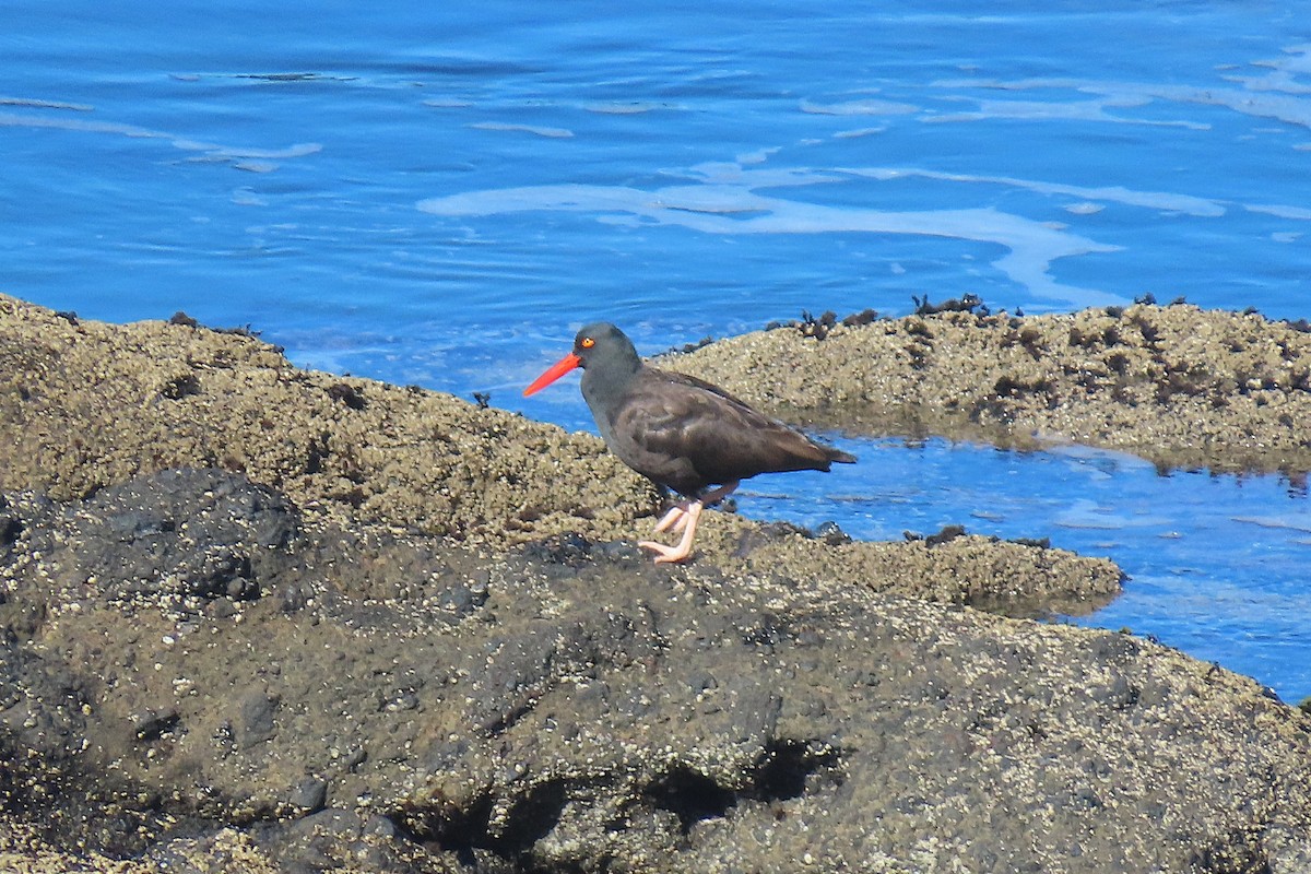 Black Oystercatcher - ML644011057