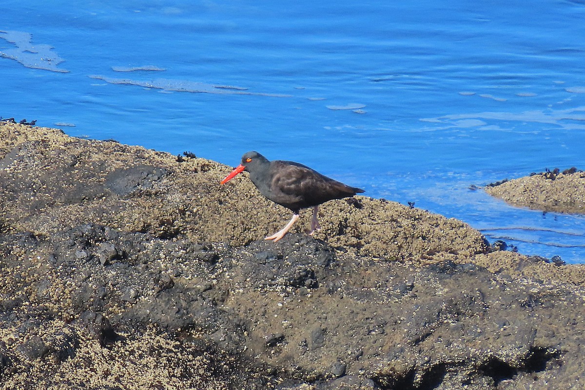 Black Oystercatcher - ML644011058