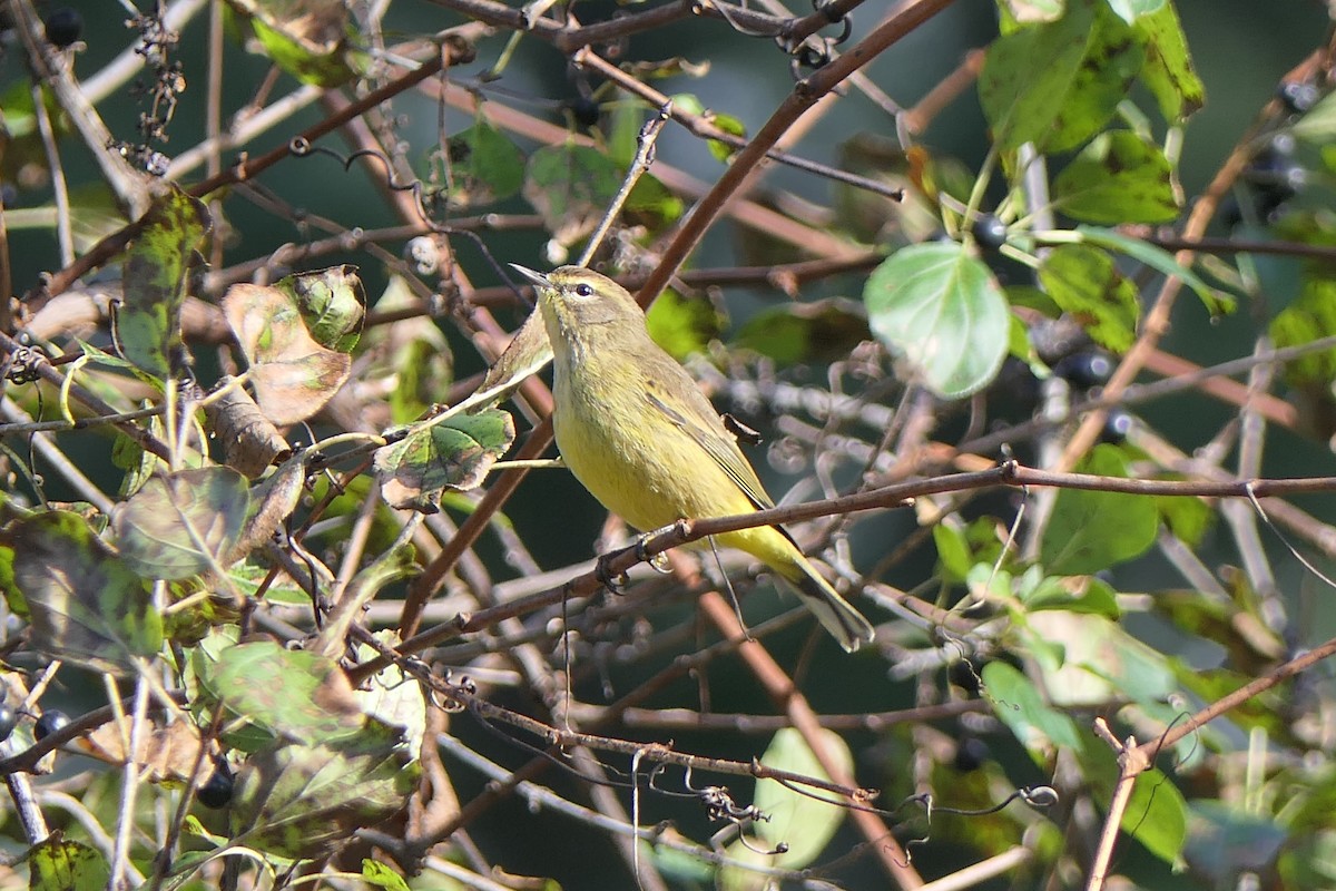 Palm Warbler - ML644011062