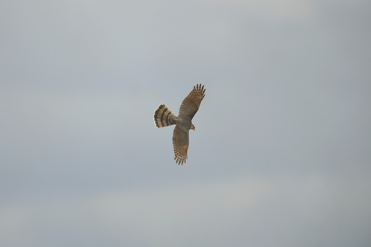 Cooper's Hawk - ML644011078