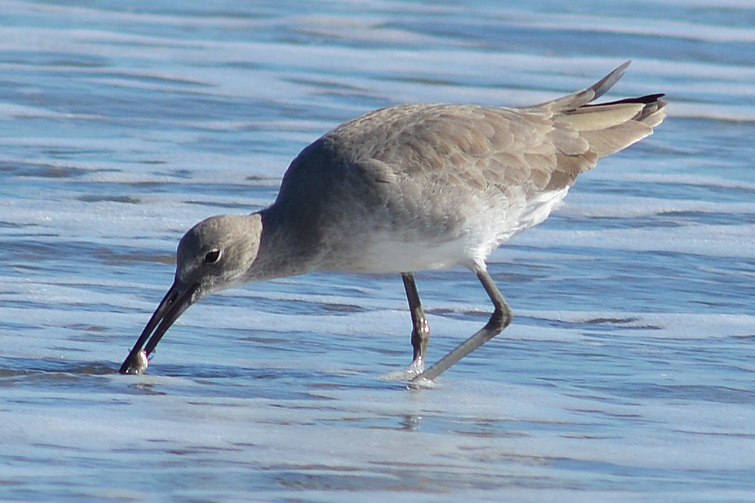 willetsnipe - ML644011091