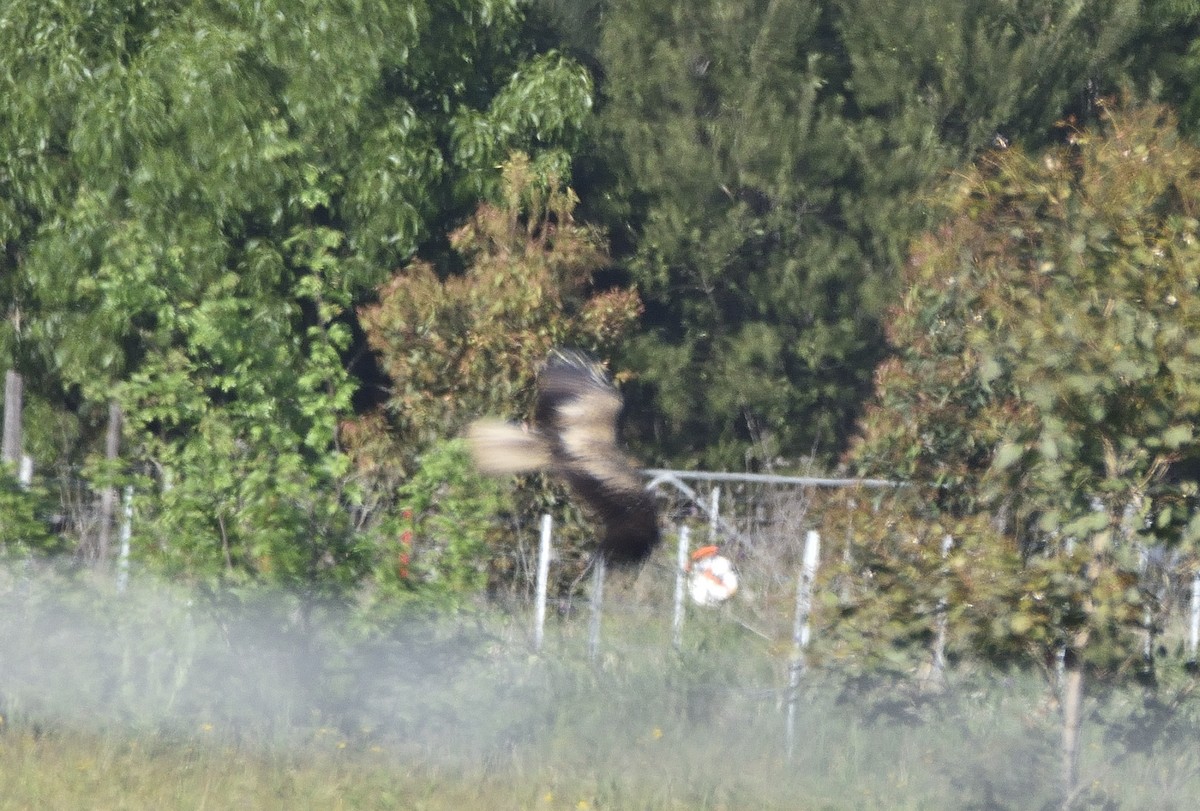 Whistling Kite - ML644011101