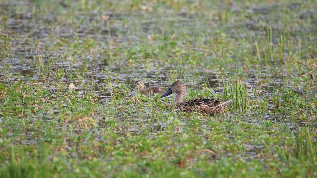 Red Shoveler - ML644011105