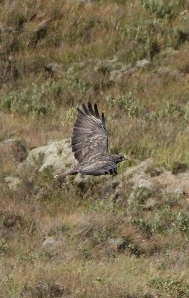 Канюк звичайний - ML644011114