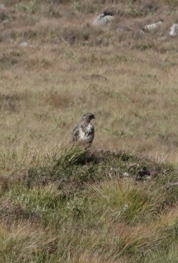 Канюк звичайний - ML644011115