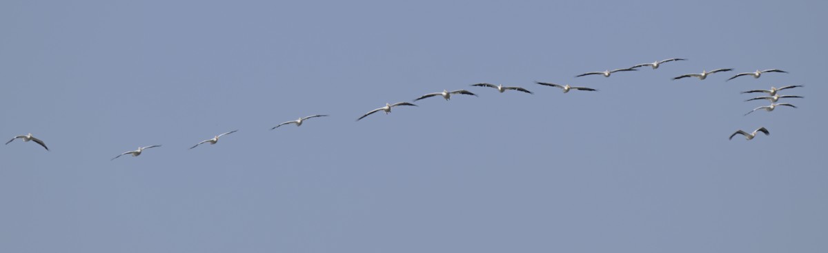 American White Pelican - ML644011126