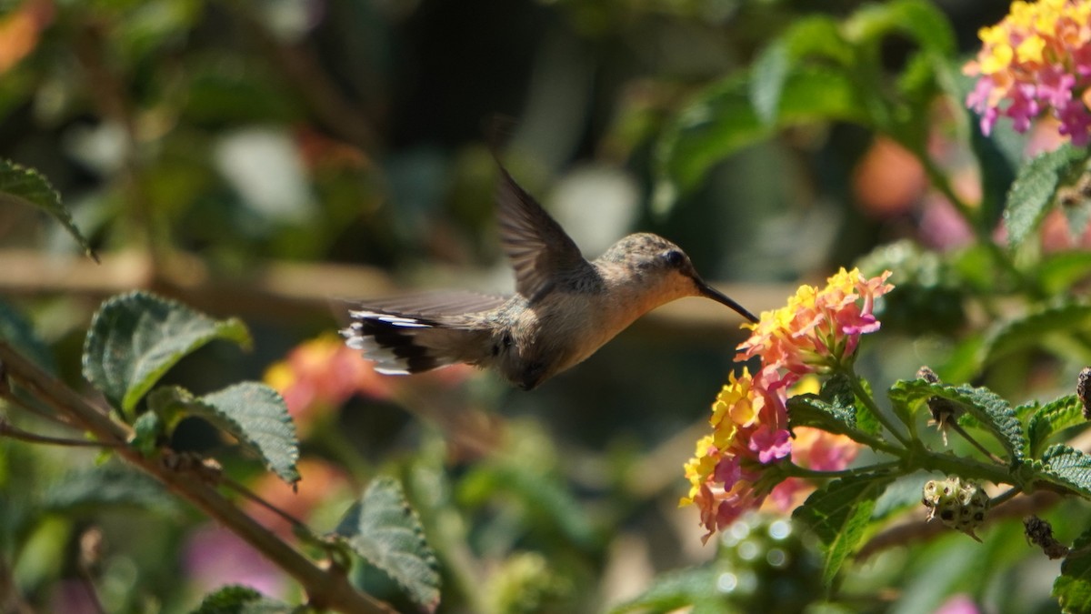 Colibri de Fanny - ML644011128