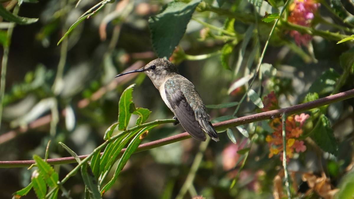 Colibri de Fanny - ML644011130