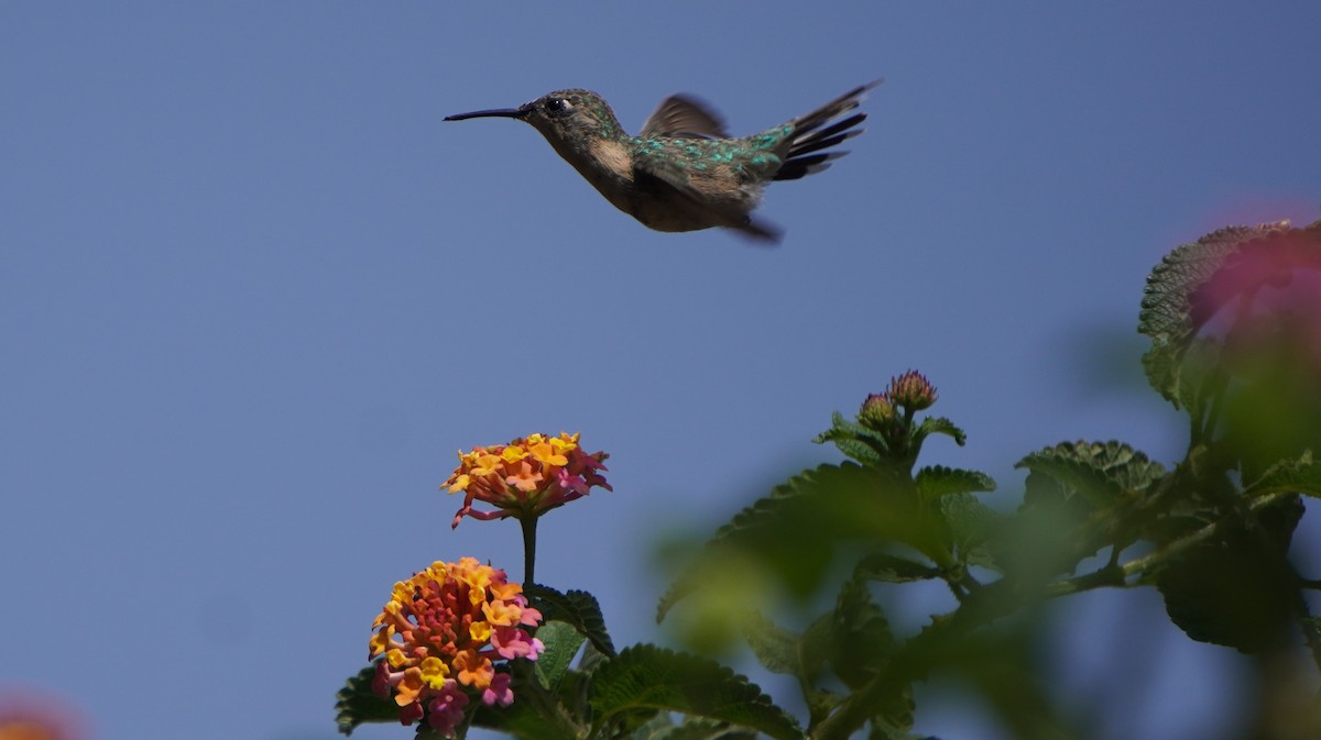 Colibri de Fanny - ML644011131