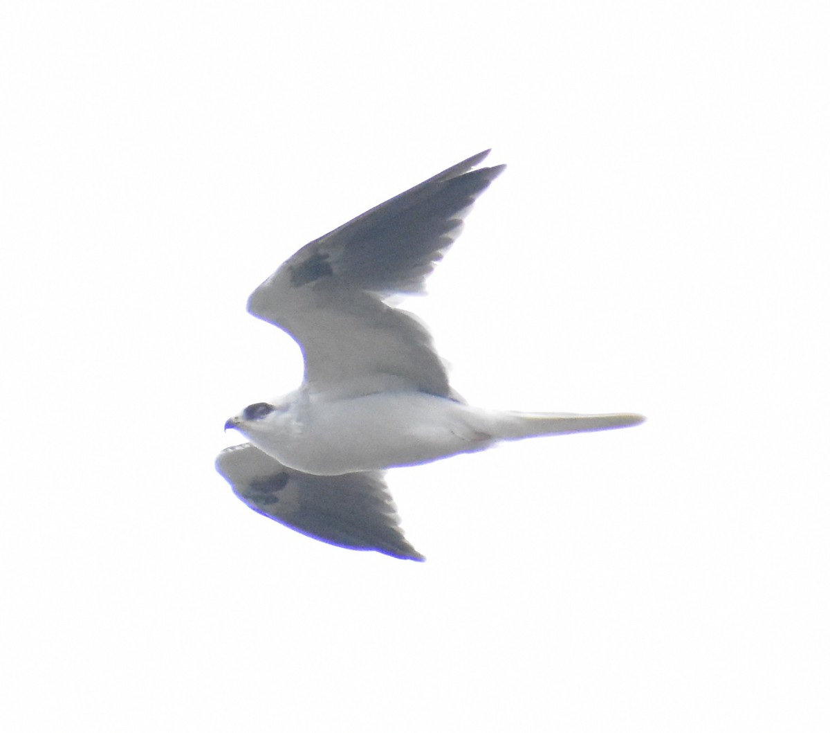 White-tailed Kite - ML644011148