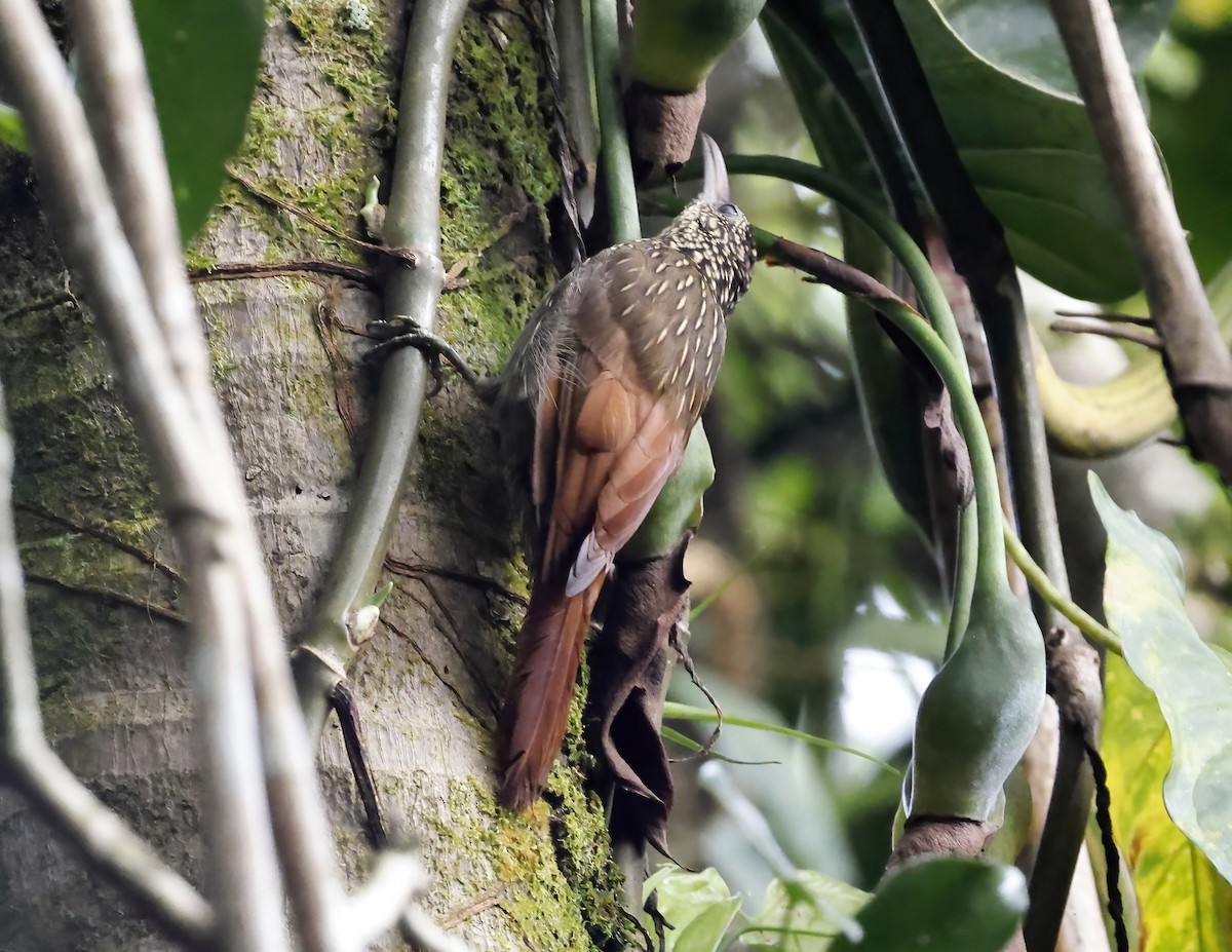 シロハシオニキバシリ - ML644011151