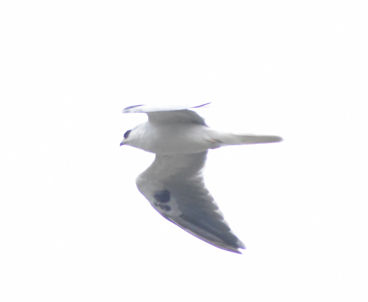 White-tailed Kite - ML644011155