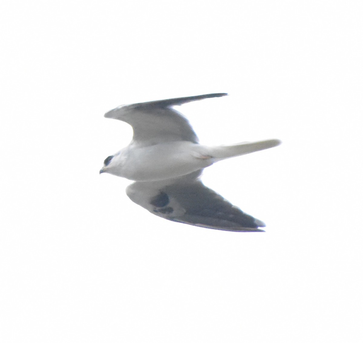 White-tailed Kite - ML644011158