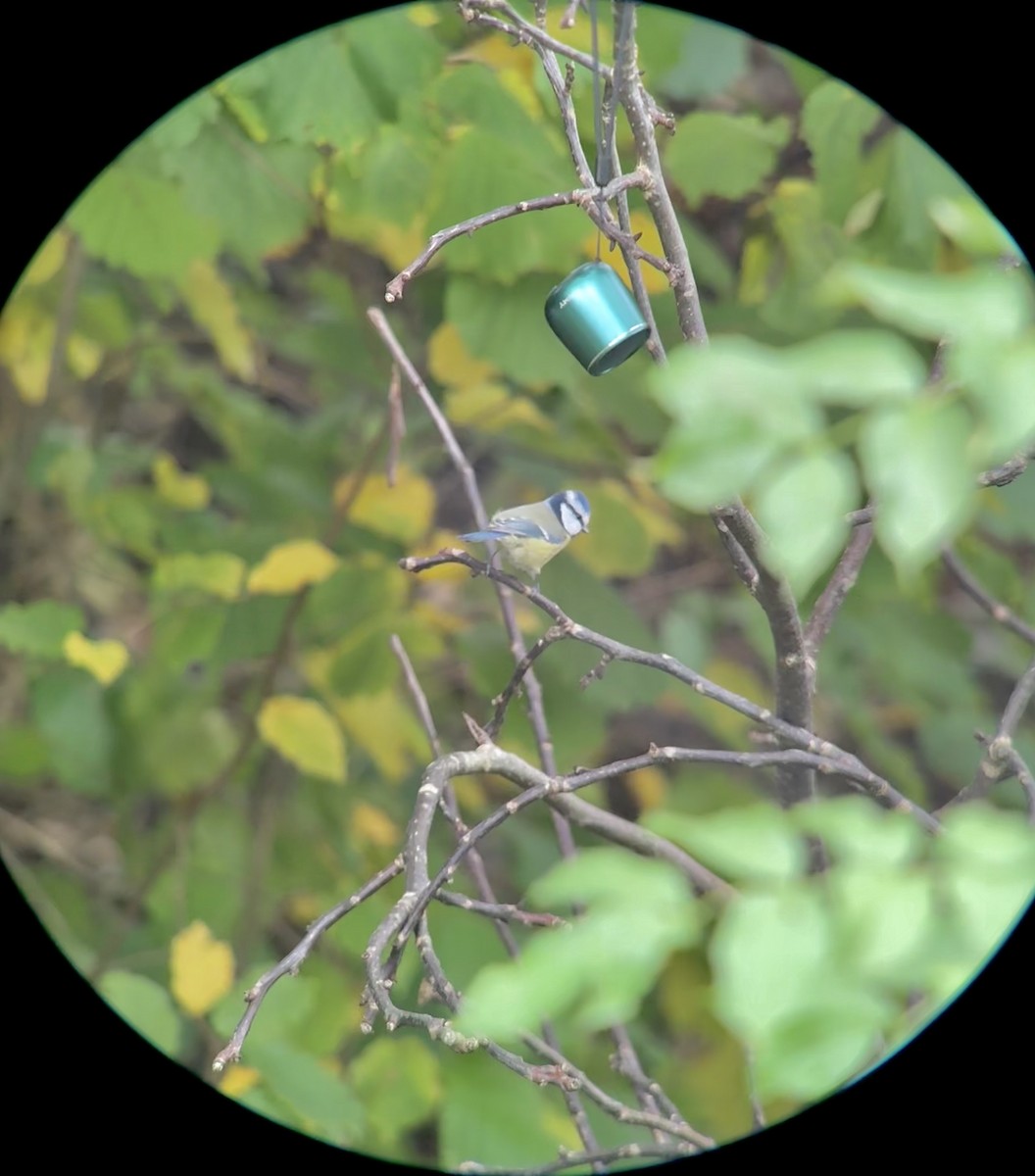 Eurasian Blue Tit - ML644011238