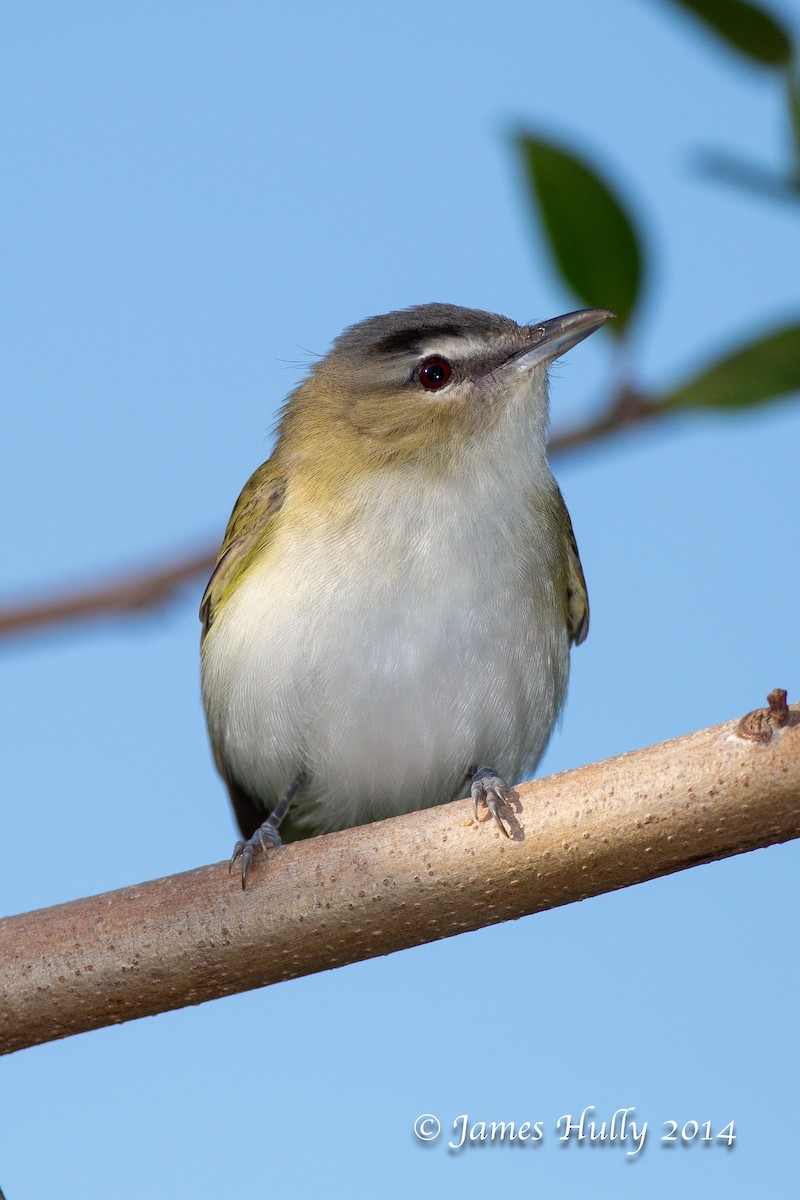 Red-eyed Vireo - ML644011244