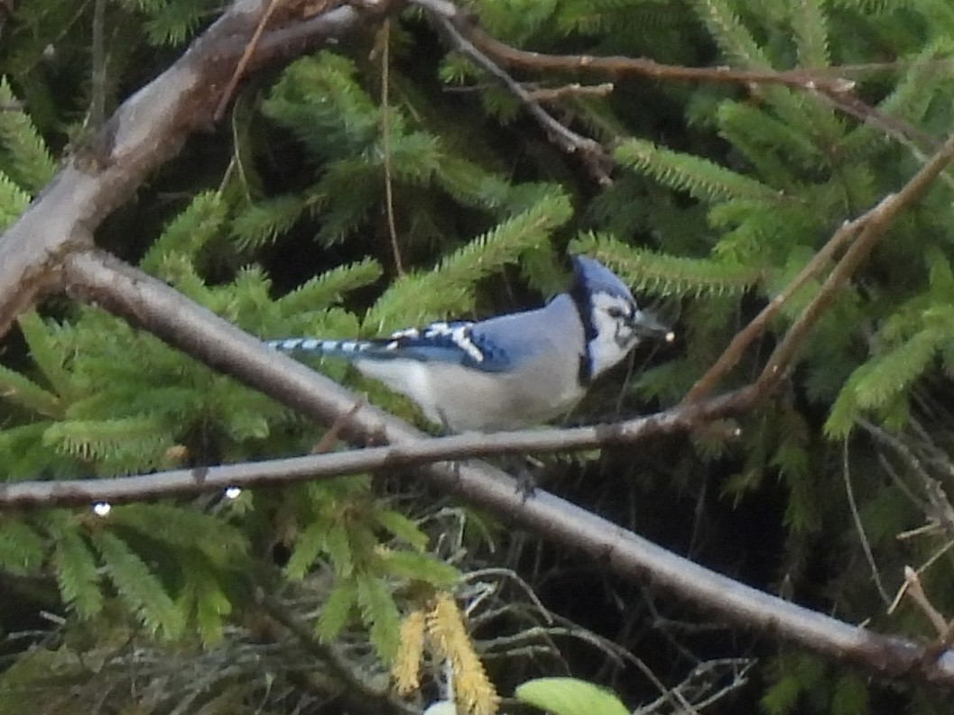 blåskrike - ML644011246