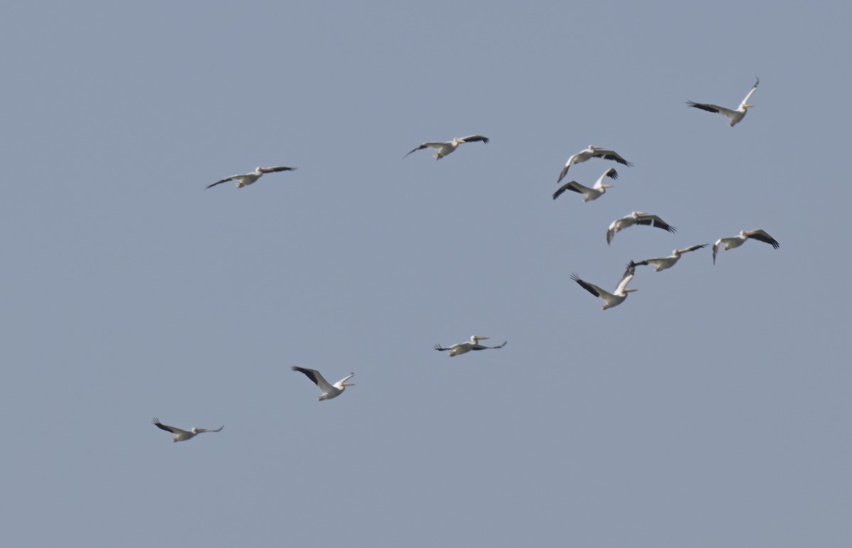 American White Pelican - ML644011249