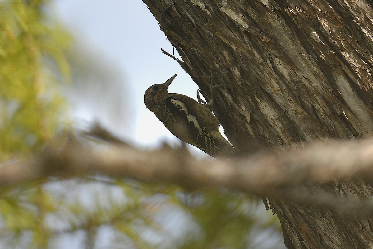 Yellow-bellied Sapsucker - ML644011260