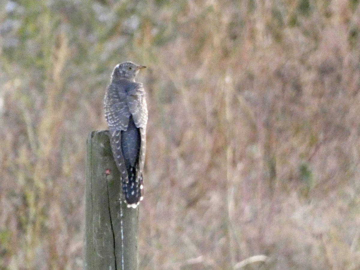 Common Cuckoo - Keith J Klein
