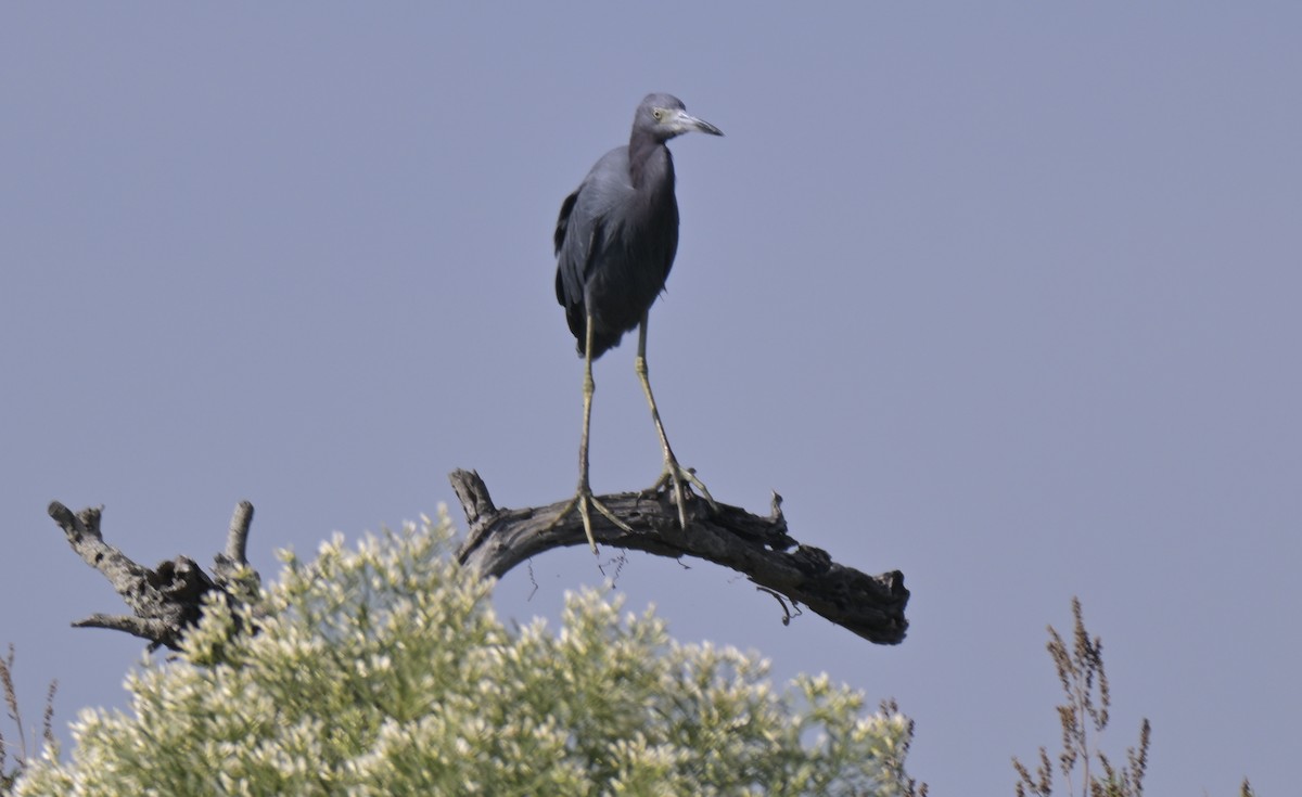 Little Blue Heron - ML644011295