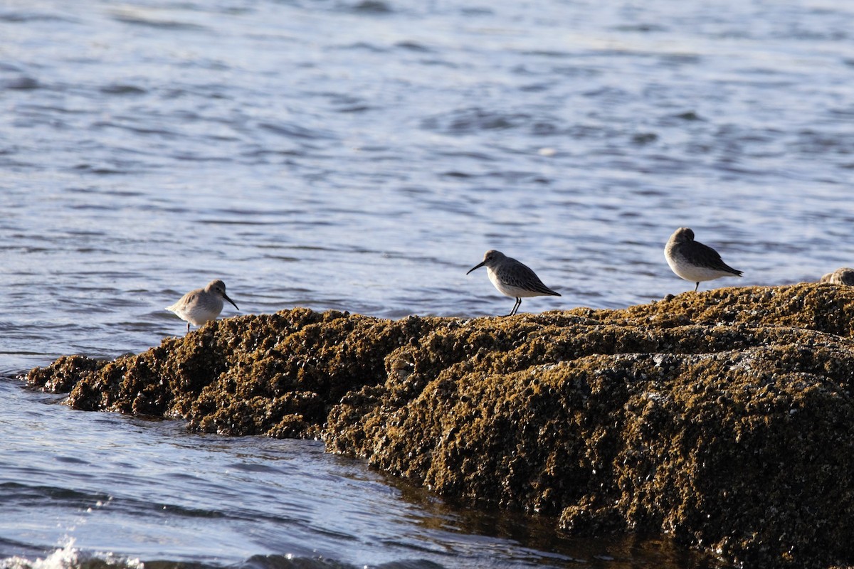 Dunlin - ML644011308