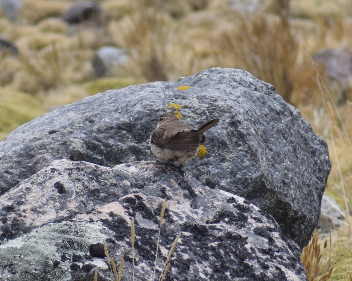 Buff-breasted Earthcreeper - ML644011318
