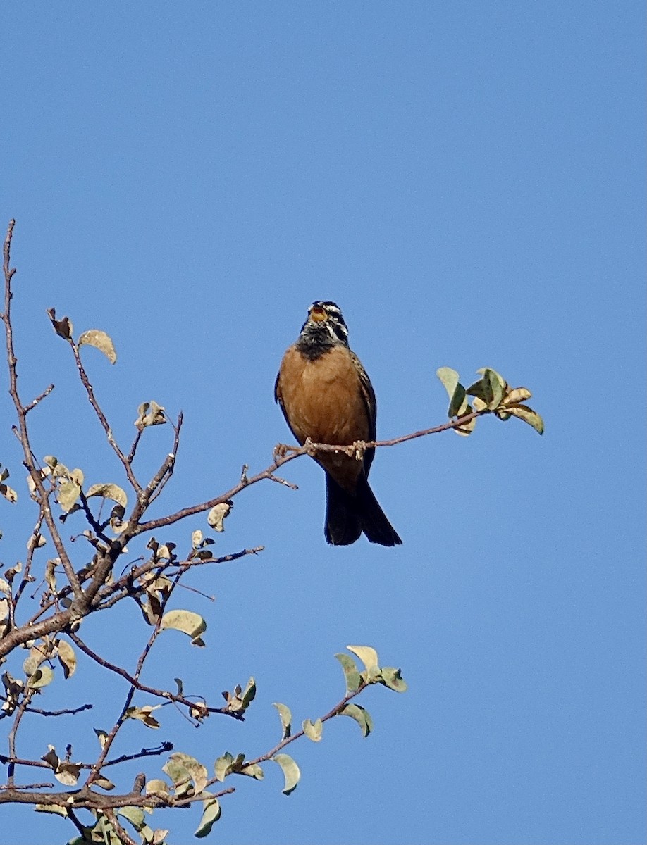 Cinnamon-breasted Bunting - ML644011359