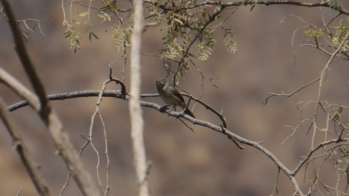 Blue-black Grassquit - ML644011383