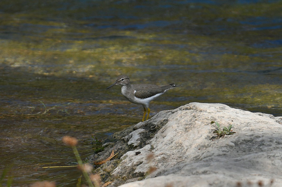 Spotted Sandpiper - ML644011390