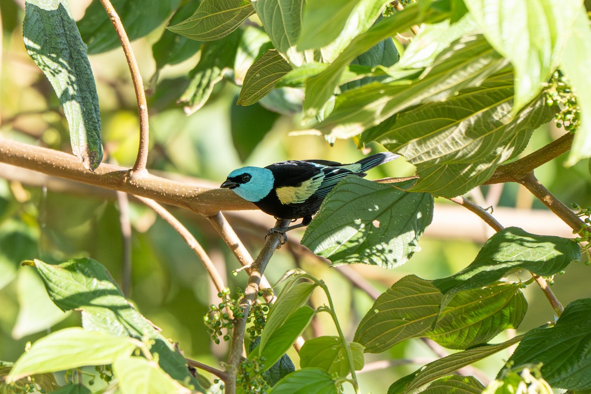 Blue-necked Tanager - ML644011400