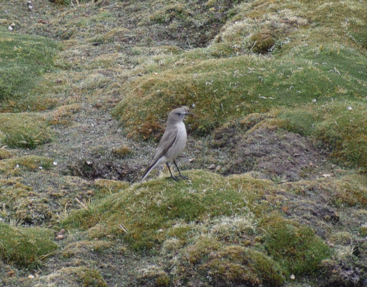 Puna Ground-Tyrant - ML644011417